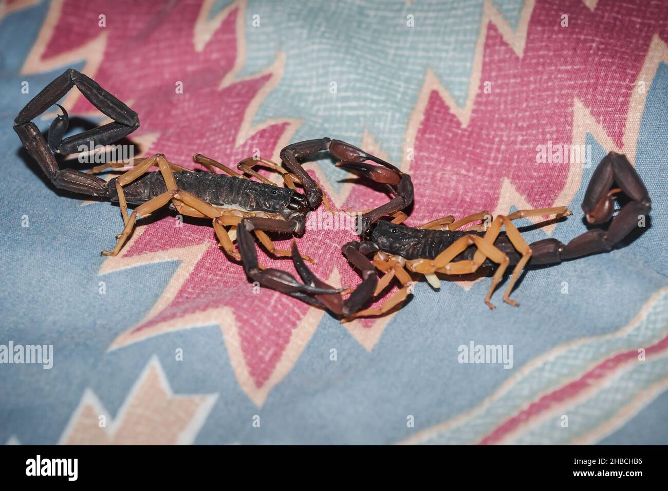 Deux scorpions se battant sur une couverture avec flash design à l'intérieur d'une maison à Guetamala Banque D'Images