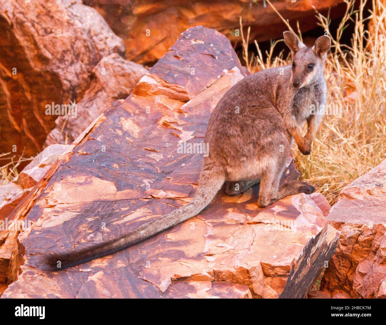 Roche à pieds noirs Wallaby, Petrogale lateralis centralis, espèces rares et menacées à Simpson's Gap, dans la chaîne des West MacDonnell Ranges, près d'Alice Springs NT Banque D'Images