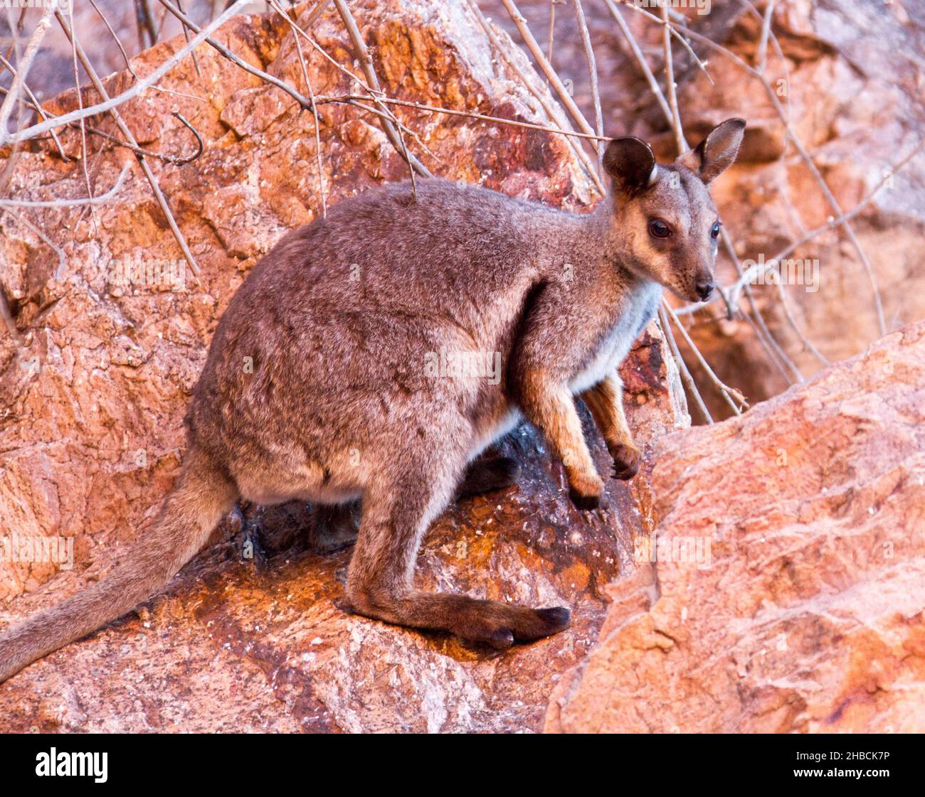 Roche à pieds noirs Wallaby, Petrogale lateralis centralis, espèces rares et menacées à Simpson's Gap, dans la chaîne des West MacDonnell Ranges, près d'Alice Springs NT Banque D'Images