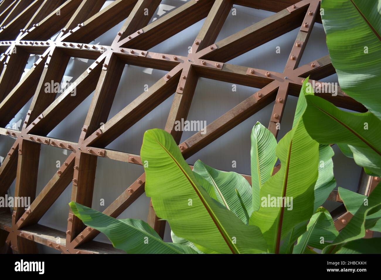 Feuilles de jeunes palmiers à rayures vertes au soleil avec arrière-plan en bois d'architecture dans le jardin. Banque D'Images