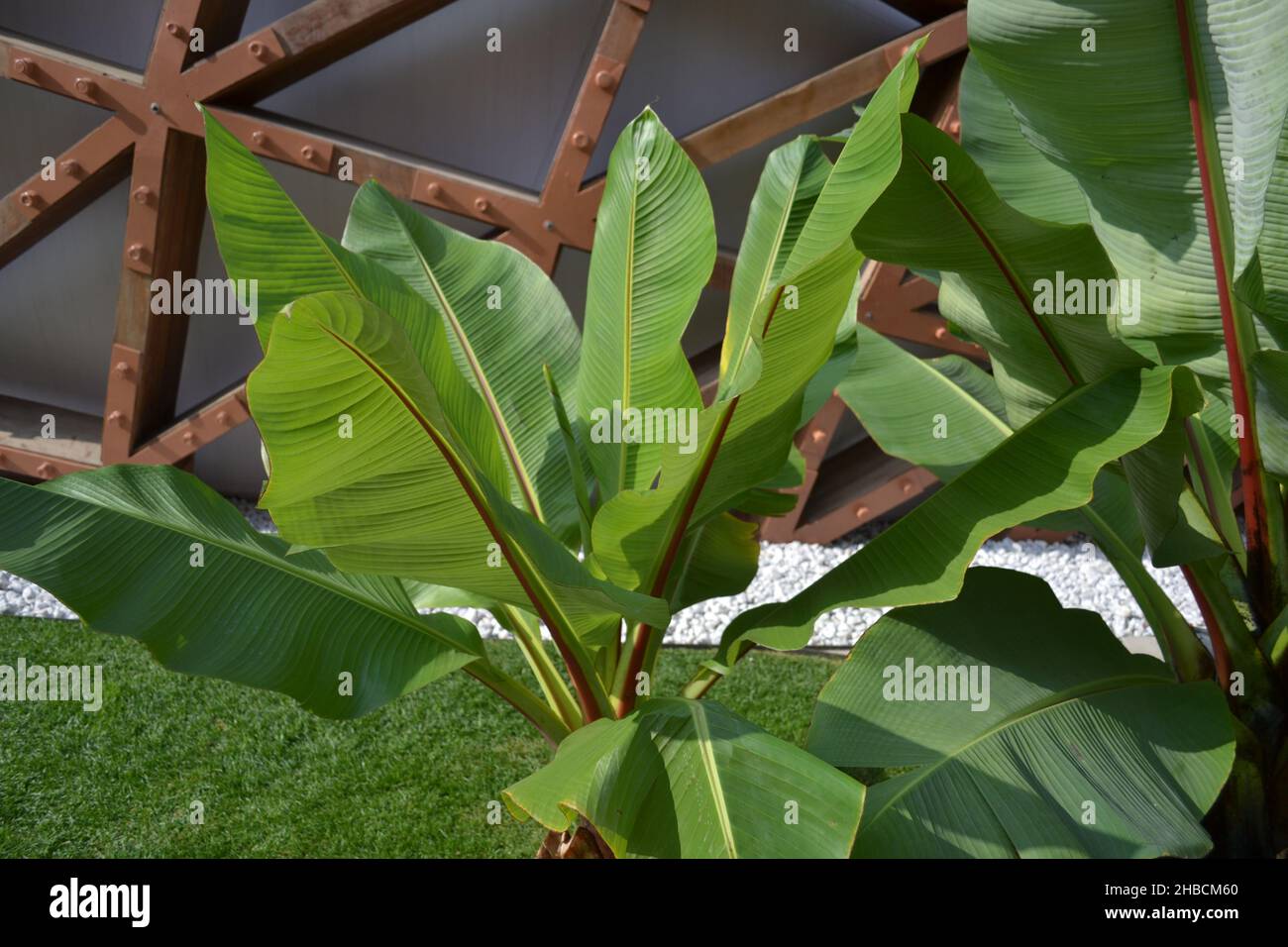 Feuilles de jeunes palmiers à rayures vertes au soleil avec arrière-plan en bois d'architecture dans le jardin. Banque D'Images