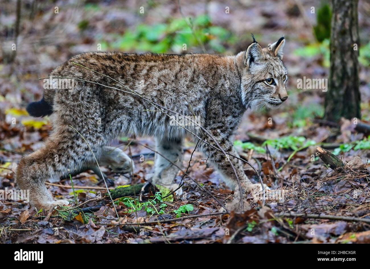 18 décembre 2021, Brandebourg, Groß Schönebeck : un lynx vieux de six mois traverse son enclos dans le parc animalier de Schorfheide.Il n'a pas encore de nom, mais le directeur du parc animalier Heyter penche vers « Ludwig ».La deuxième année de Corona a été très réussie avec la progéniture dans la réserve naturelle de Schorfheide.La progéniture de Lynx vient chaque année, dit Heyter.Selon cela, le parc sauvage dans le district de Barnim a de l'expérience avec les chats sauvages - lynx sont à la maison dans le parc depuis 14 ans.Le plus jeune lynx est né en juin de cette année et grandit avec sa mothe Banque D'Images
