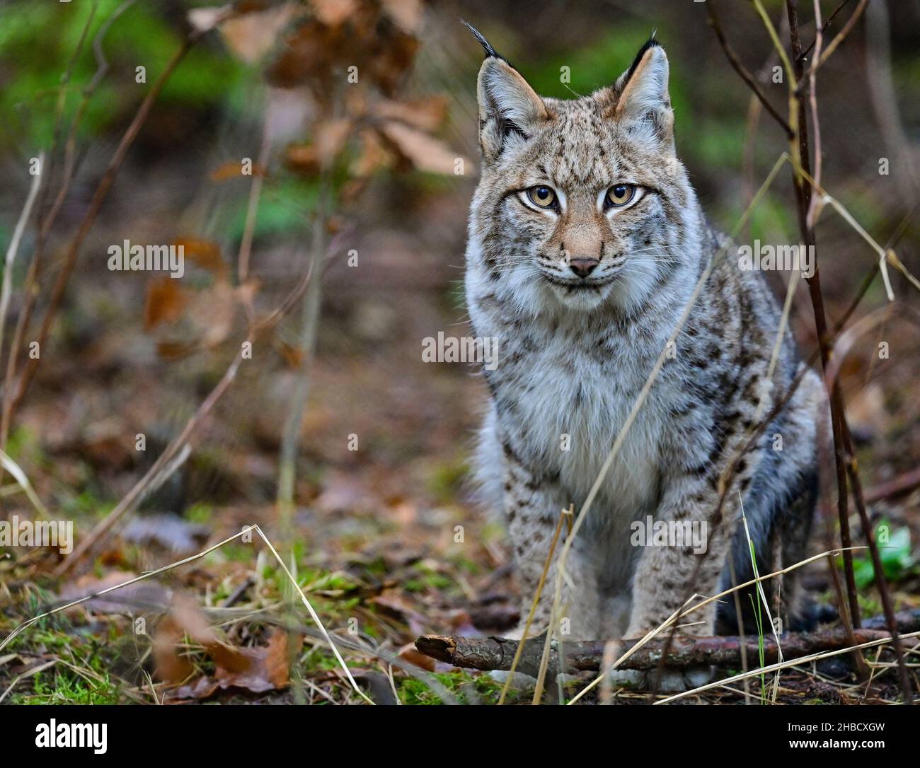 18 décembre 2021, Brandebourg, Groß Schönebeck : un lynx âgé de six mois attend d'être nourri dans son enceinte du parc animalier Schorfheide.Il n'a pas encore de nom, mais le directeur du parc animalier Heyter penche vers « Ludwig ».La deuxième année de Corona a été très réussie avec la progéniture dans le parc de jeu Schorfheide.La progéniture de Lynx vient chaque année, dit Heyter.Selon cela, le parc sauvage dans le district de Barnim a de l'expérience avec les chats sauvages - lynx sont à la maison dans le parc depuis 14 ans.Le plus jeune lynx est né en juin de cette année et grandit avec sa mère Banque D'Images