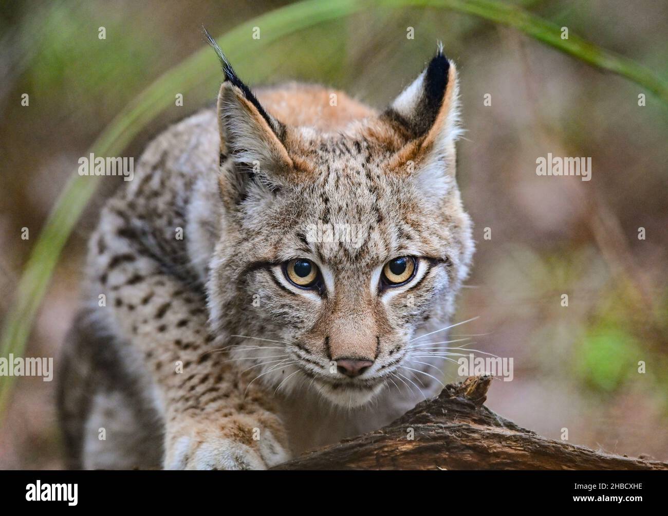 18 décembre 2021, Brandebourg, Groß Schönebeck : un lynx âgé de six mois attend d'être nourri dans son enceinte du parc animalier Schorfheide.Il n'a pas encore de nom, mais le directeur du parc animalier Heyter penche vers « Ludwig ».La deuxième année de Corona a été très réussie avec la progéniture dans le parc de jeu Schorfheide.La progéniture de Lynx vient chaque année, dit Heyter.Selon cela, le parc sauvage dans le district de Barnim a de l'expérience avec les chats sauvages - lynx sont à la maison dans le parc depuis 14 ans.Le plus jeune lynx est né en juin de cette année et grandit avec sa mère Banque D'Images
