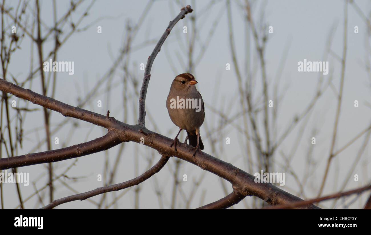 Sparrow se reposant avant l'hiver Banque D'Images