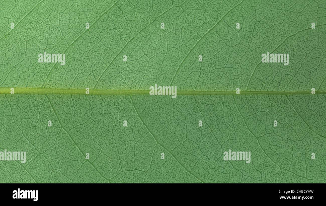 macro de gros plan de feuille, texture d'arrière-plan, fond d'écran vert symétrique Banque D'Images