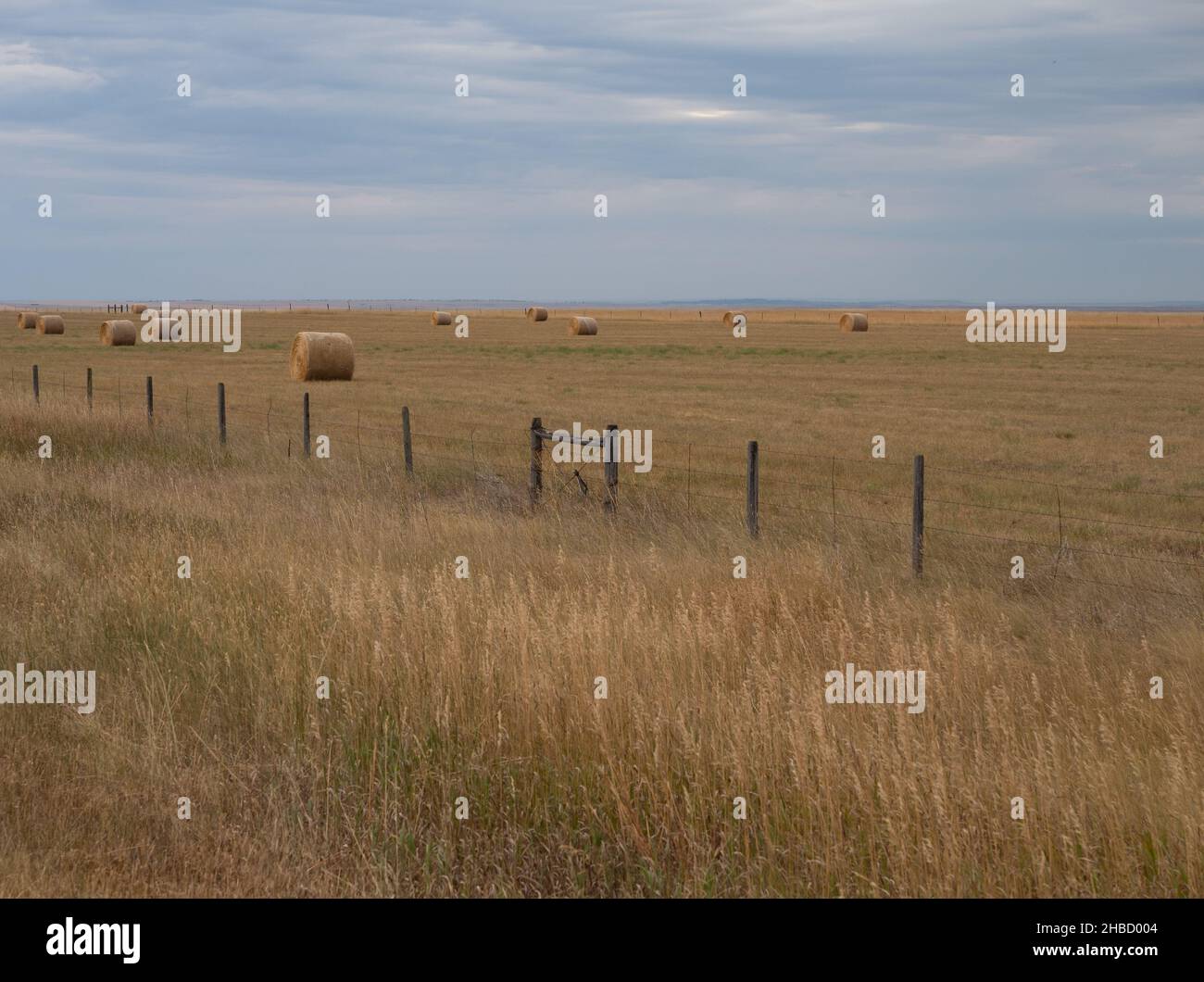 Champ avec de grandes balles de foin rondes au Montana, avec une clôture barbelée coupant le champ et des nuages d'orage au-dessus.L'image dispose d'un espace de copie. Banque D'Images