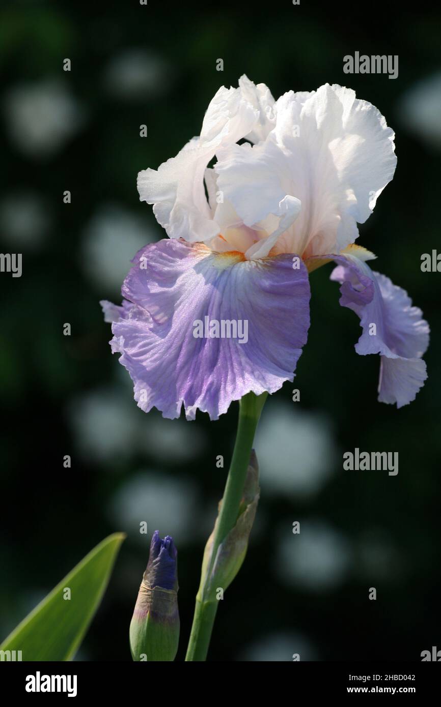GROS PLAN D'UN IRIS BARBÉ VIOLET ET BLANC (IRIS GERMANICA) Banque D'Images