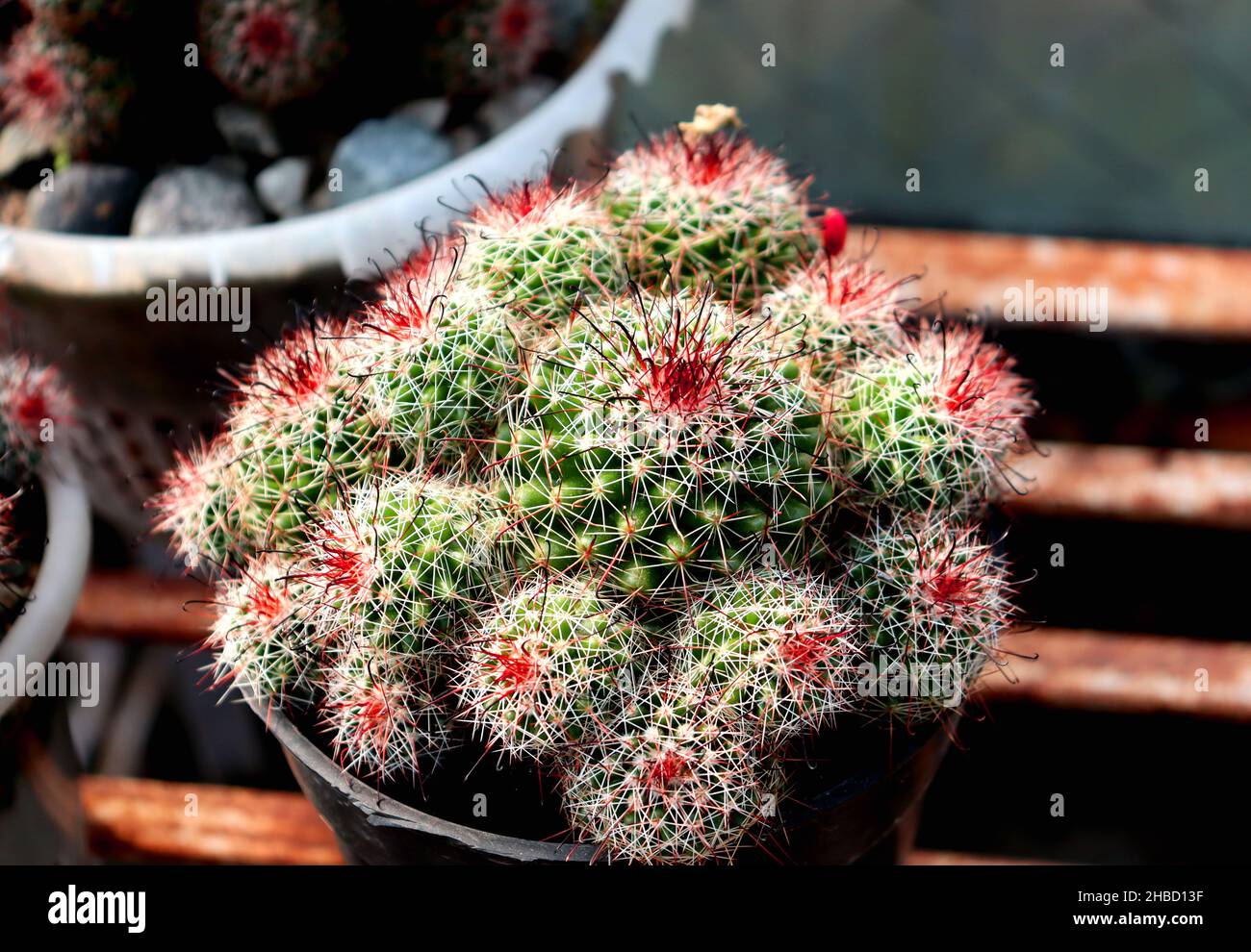 Old Lady Cactus, magnifique cactus sur une baignoire, pic blanc et rouge sur cactus vert, photo de gros plan d'un cactus Banque D'Images