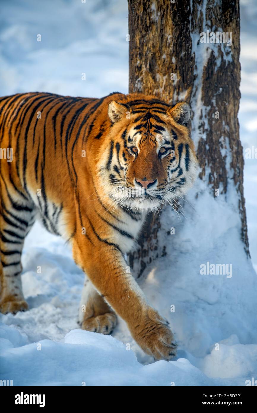 Gros plan sur le tigre de sibérie sauvage sur la neige.Scène sauvage de la  nature d'hiver.Animal sauvage dans l'habitat naturel Photo Stock - Alamy