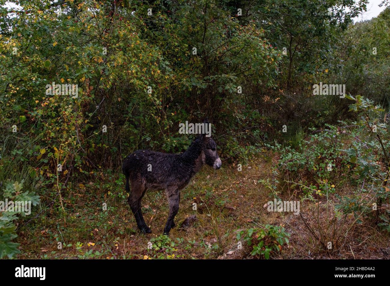 L'âne, l'âne, l'âne, l'âne ou le colt est un animal domestique de la ...