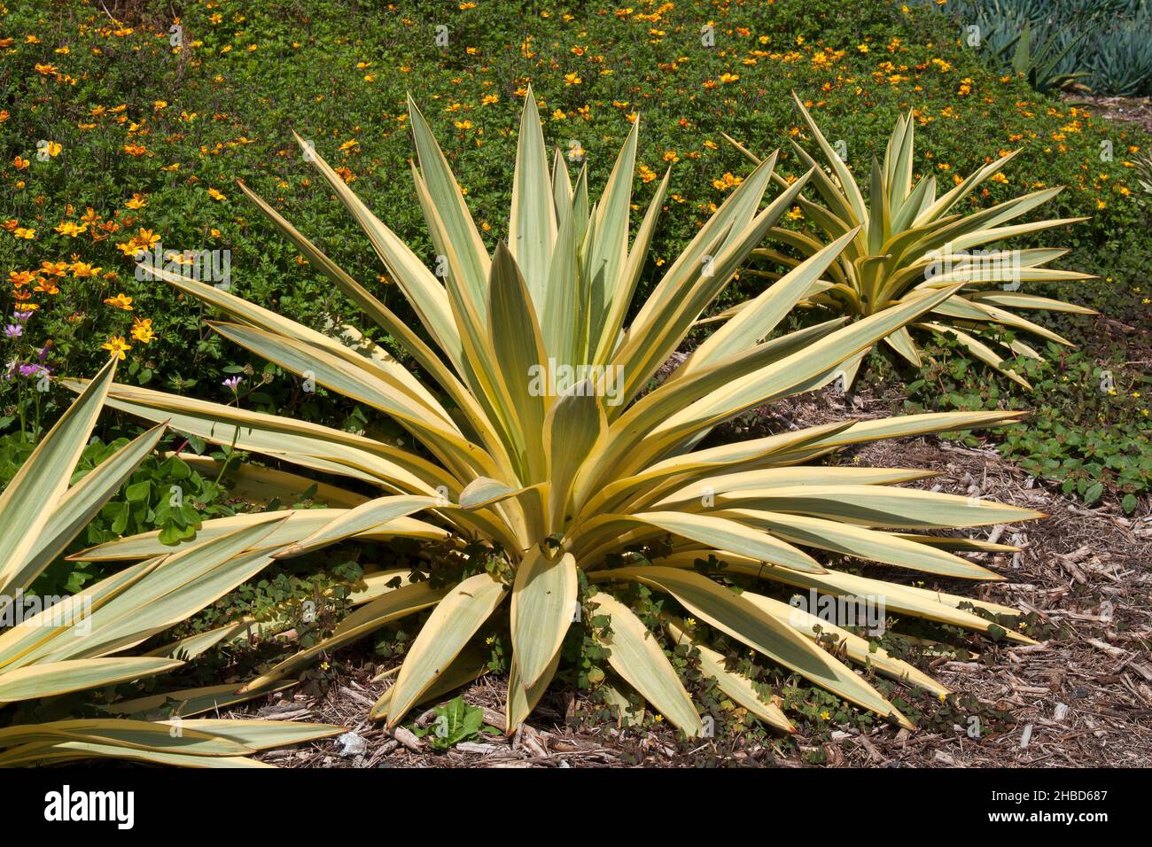 Sydney Australie, Yucca gloriosa plantes « Citrus Twist » dans un jardin indigène du sud-est des États-Unis Banque D'Images