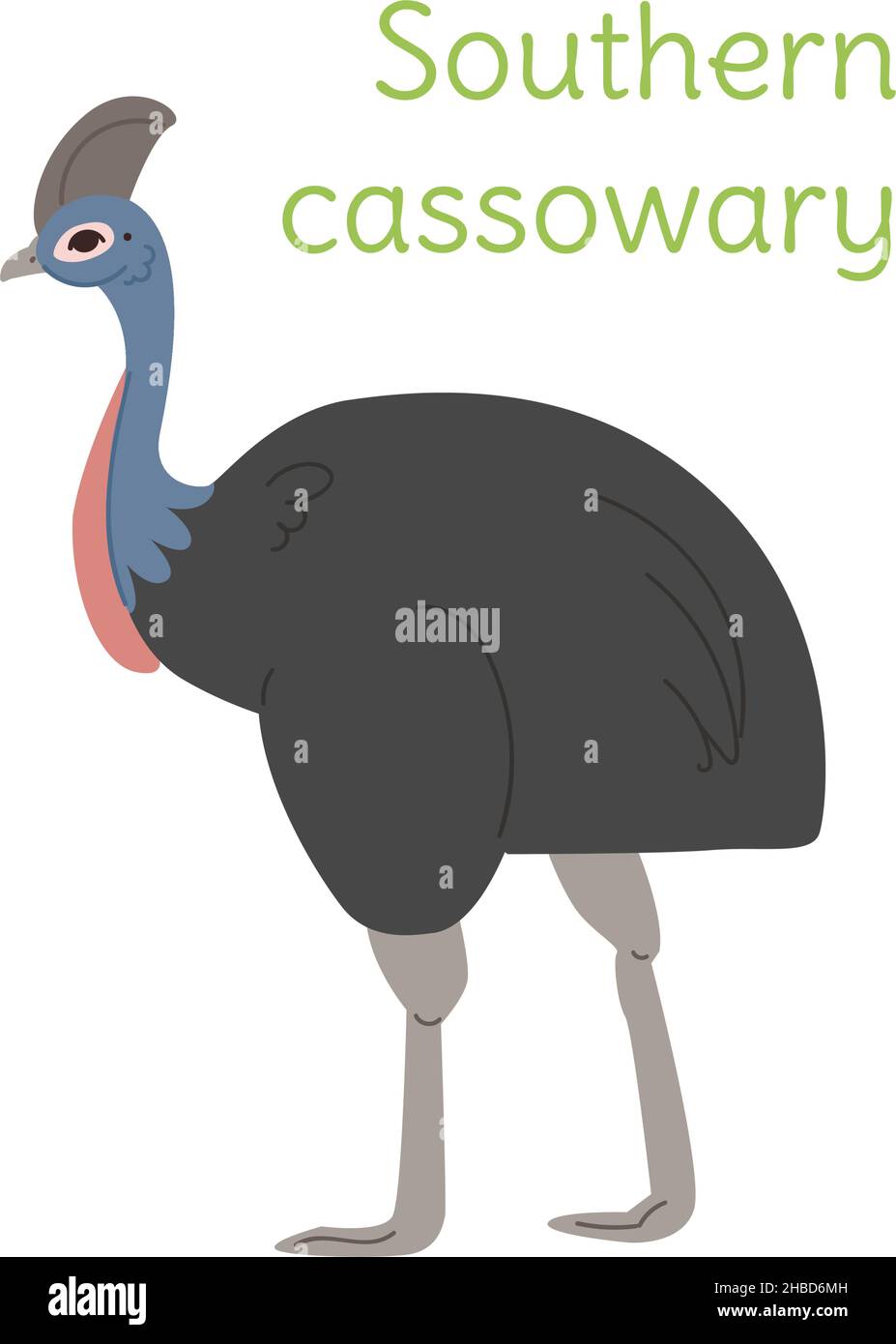 le cassawaire sud est debout.Oiseau australien dans un style simple.Illustration vectorielle plate isolée sur fond blanc. Illustration de Vecteur