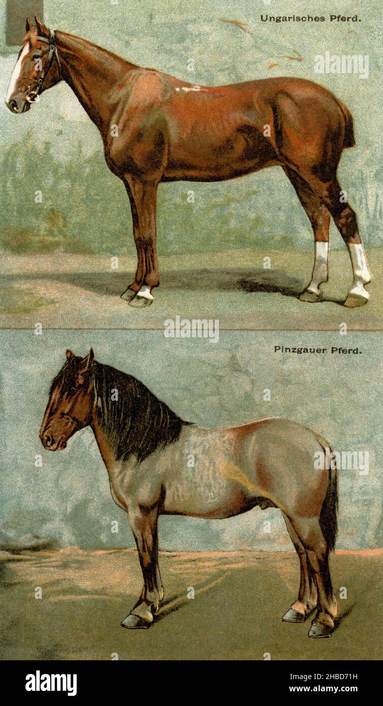 Cheval, races de chevaux: Cheval hongrois, cheval Pinzgauer , (livre agricole, 1898), Pferd,Pferderassen: Ungarisches Pferd, Pinzgauer Pferd Banque D'Images