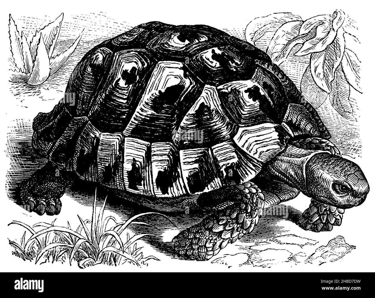 Dessin tortue de terre noir et blanc Banque de photographies et d
