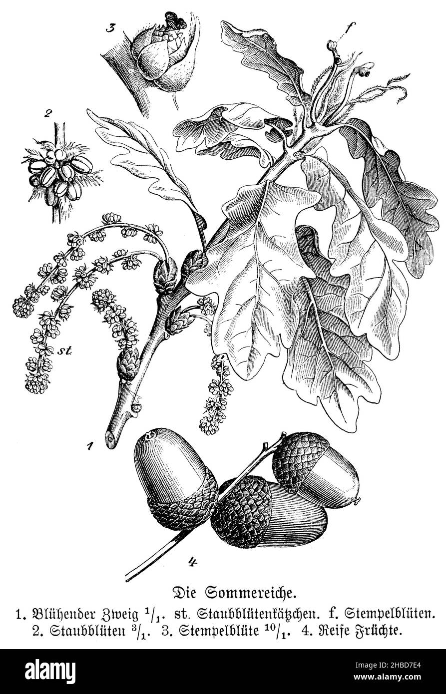 Chêne d'été, 1. Branche florale, chat étaminé, F. fleurs pistillées, 2. Étamines,3. Fleurs pistillées, 4. Fruits mûrs, , anonym (livre d'histoire naturelle, 1899), Sommereiche, 1.Bühender Zweig, St.Staubblütenkätzchen, F.Sempelblüten, 2.Staubblätter, 3.Sempelblüte, 4.Reife Früchte, Chêne d'été, 1. rameau fleuri, St. chaton étamine, F. fleur pistil,2. étamines, 3. fleur pistil, 4. fruit mûr Banque D'Images