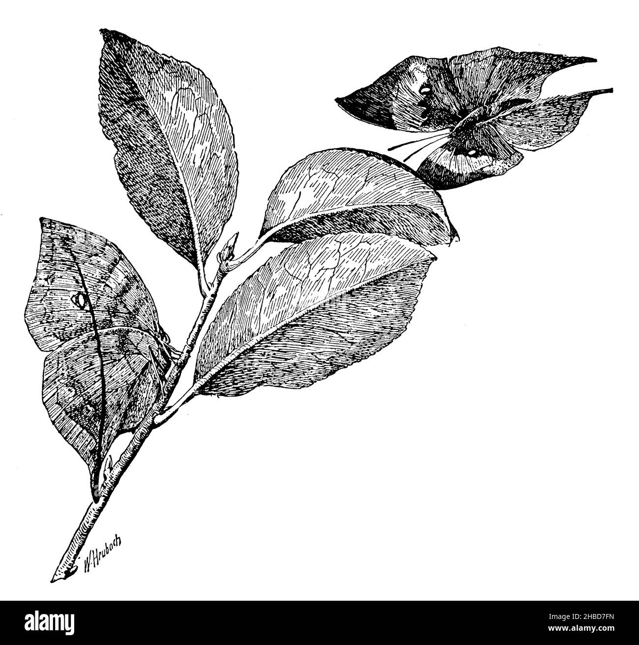 Papillon indien.Animal au repos et volant, , W[Alter] Heubach (livre de zoologie, 1928), Indischer Blattschmetterling.Ruhendes und fliegendes Tier, papillon de nuit indien.Animal au repos et en vol Banque D'Images