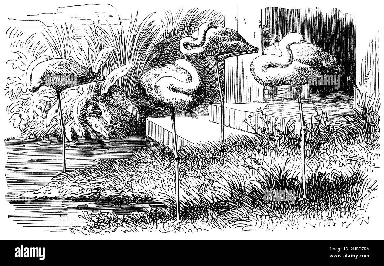 Flamants roses sur la prairie ornithologique du zoo, , anonym (livre de zoologie, 1873), Flamingos auf der Vogelwiese des zoos, Flamants roses sur la prairie aux oiseaux du zoo Banque D'Images