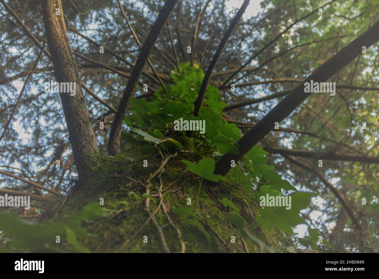 Un vieux pin surcultivé avec de l'ivie dans les montagnes du nord du Caucase. Banque D'Images