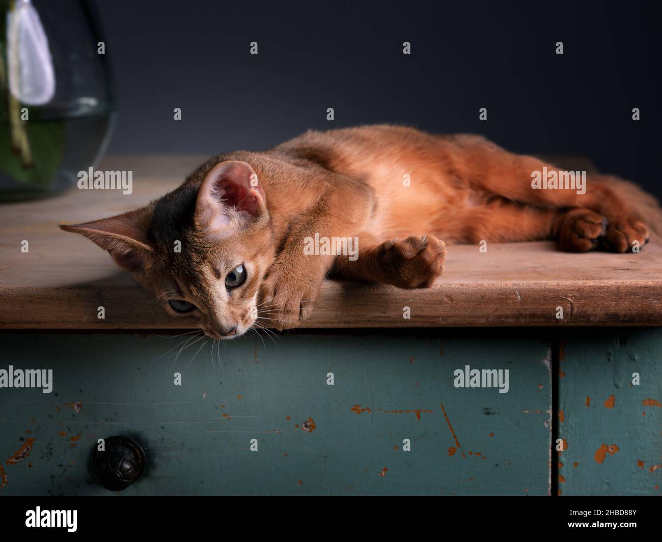 Un jeune chat abyssinien ludique dans un cadre de studio, mettant en valeur son pelage vibrant et son comportement curieux. Idéal pour les amoureux des animaux de compagnie, les amateurs de chat et anima Banque D'Images