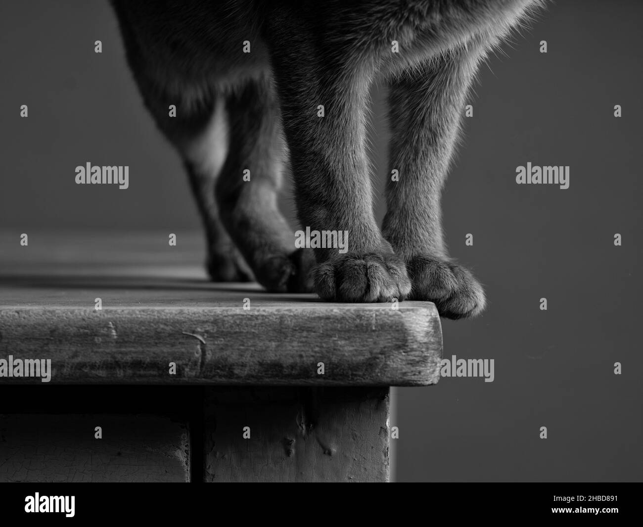 Un jeune chat abyssinien ludique dans un cadre de studio, mettant en valeur son pelage vibrant et son comportement curieux. Idéal pour les amoureux des animaux de compagnie, les amateurs de chat et anima Banque D'Images