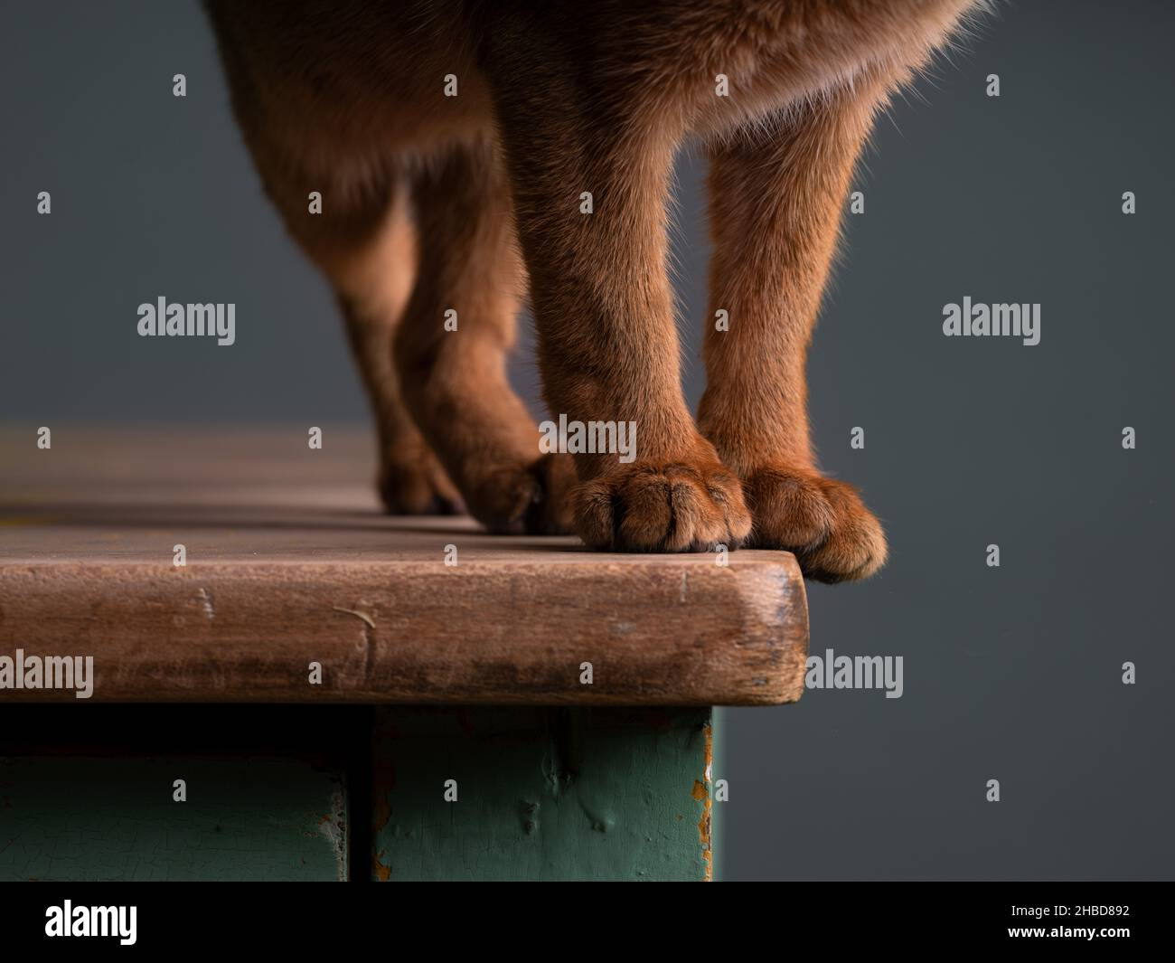Un jeune chat abyssinien ludique dans un cadre de studio, mettant en valeur son pelage vibrant et son comportement curieux. Idéal pour les amoureux des animaux de compagnie, les amateurs de chat et anima Banque D'Images