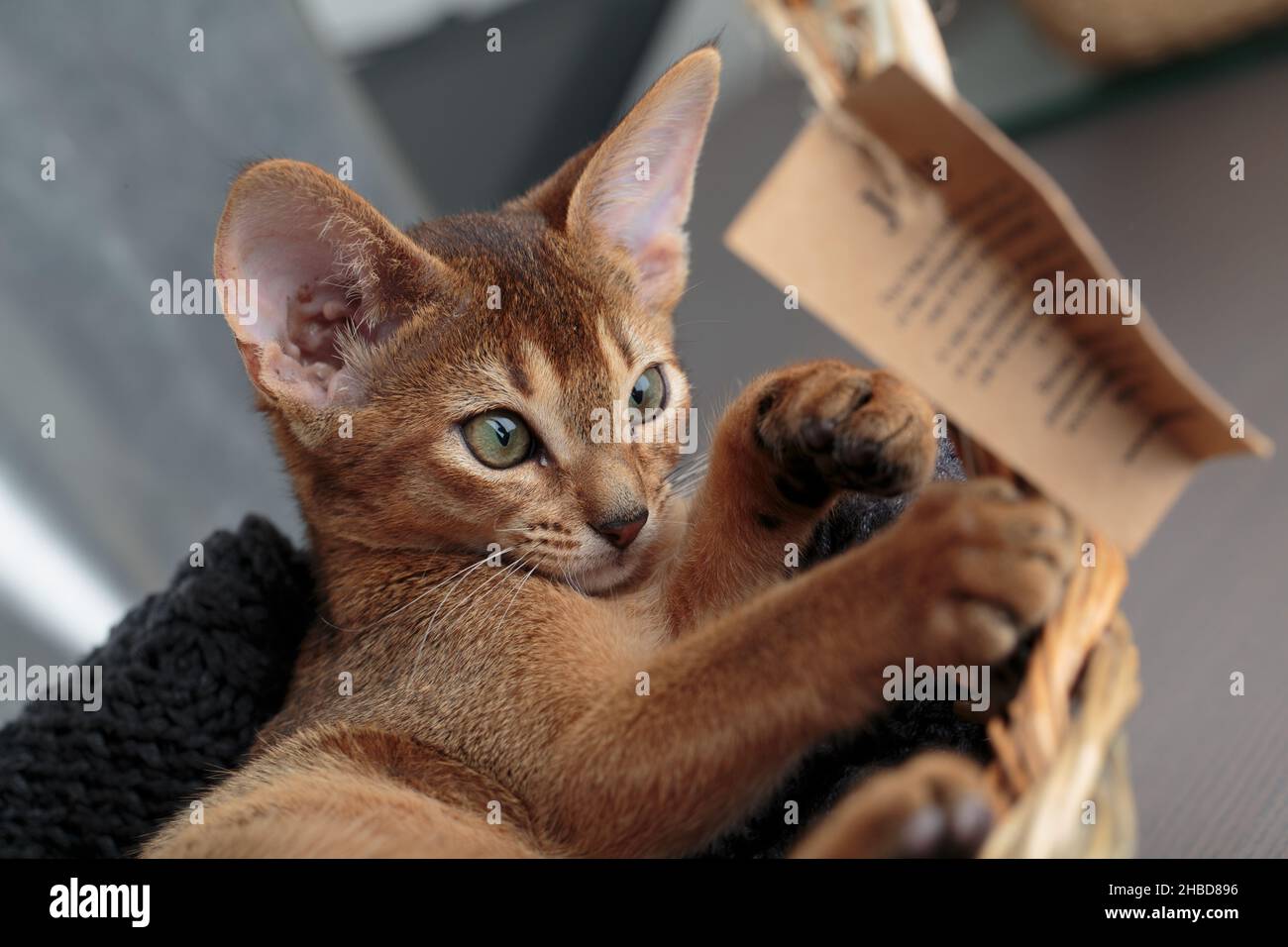 Un jeune chat abyssinien ludique dans un cadre de studio, mettant en valeur son pelage vibrant et son comportement curieux. Idéal pour les amoureux des animaux de compagnie, les amateurs de chat et anima Banque D'Images