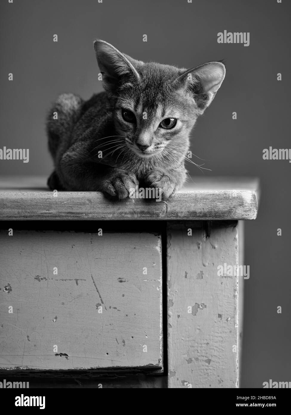 Un jeune chat abyssinien ludique dans un cadre de studio, mettant en valeur son pelage vibrant et son comportement curieux. Idéal pour les amoureux des animaux de compagnie, les amateurs de chat et anima Banque D'Images