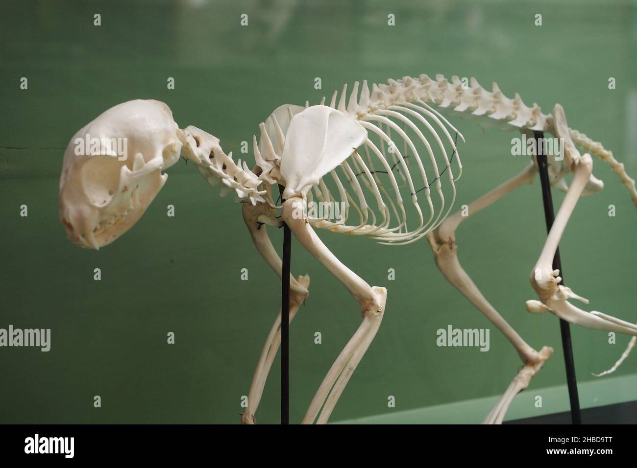 Système squelettique d'un chat domestique Banque D'Images