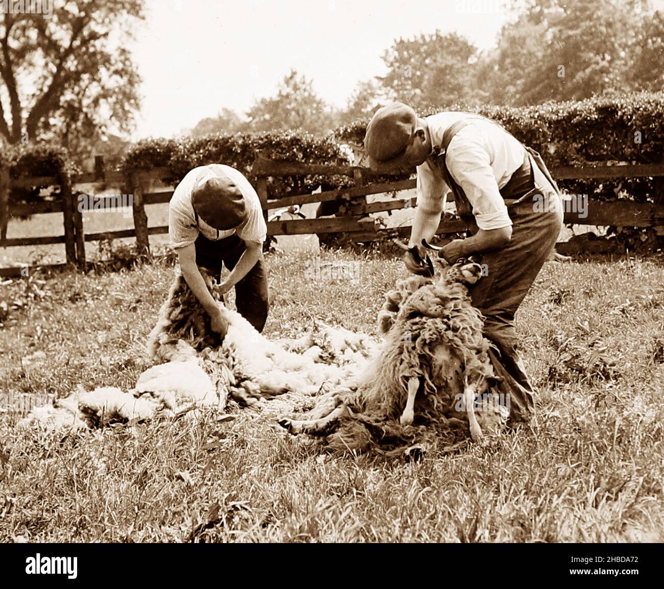 Tonte de moutons, début 1900s Banque D'Images