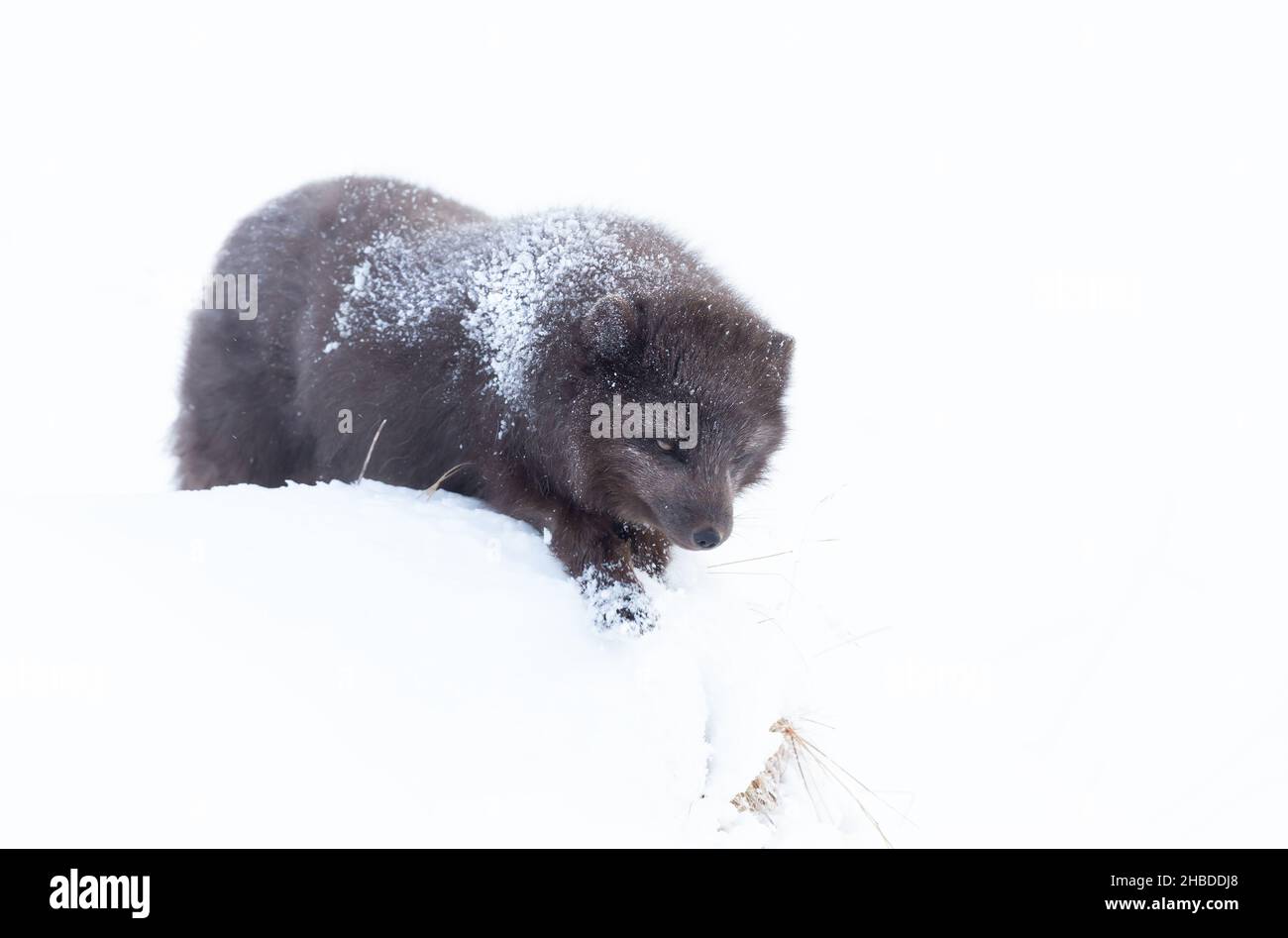 Gros plan d'un renard arctique dans la neige, hiver en Islande. Banque D'Images