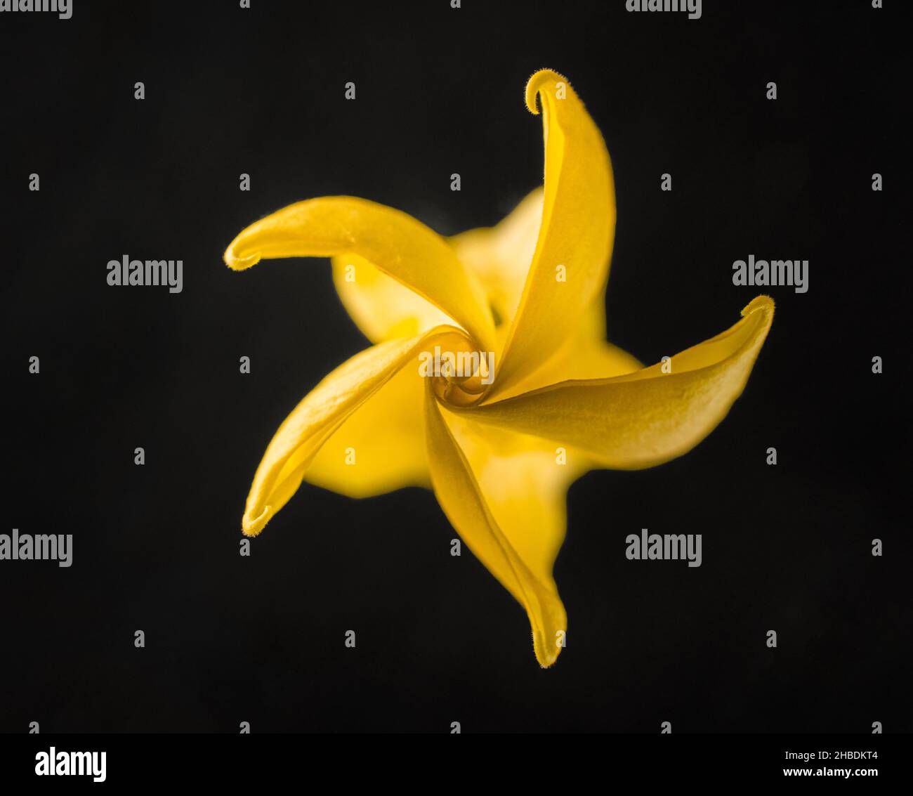 Studio photo de fleur sur fond noir.Pour la conception.Nature. Banque D'Images