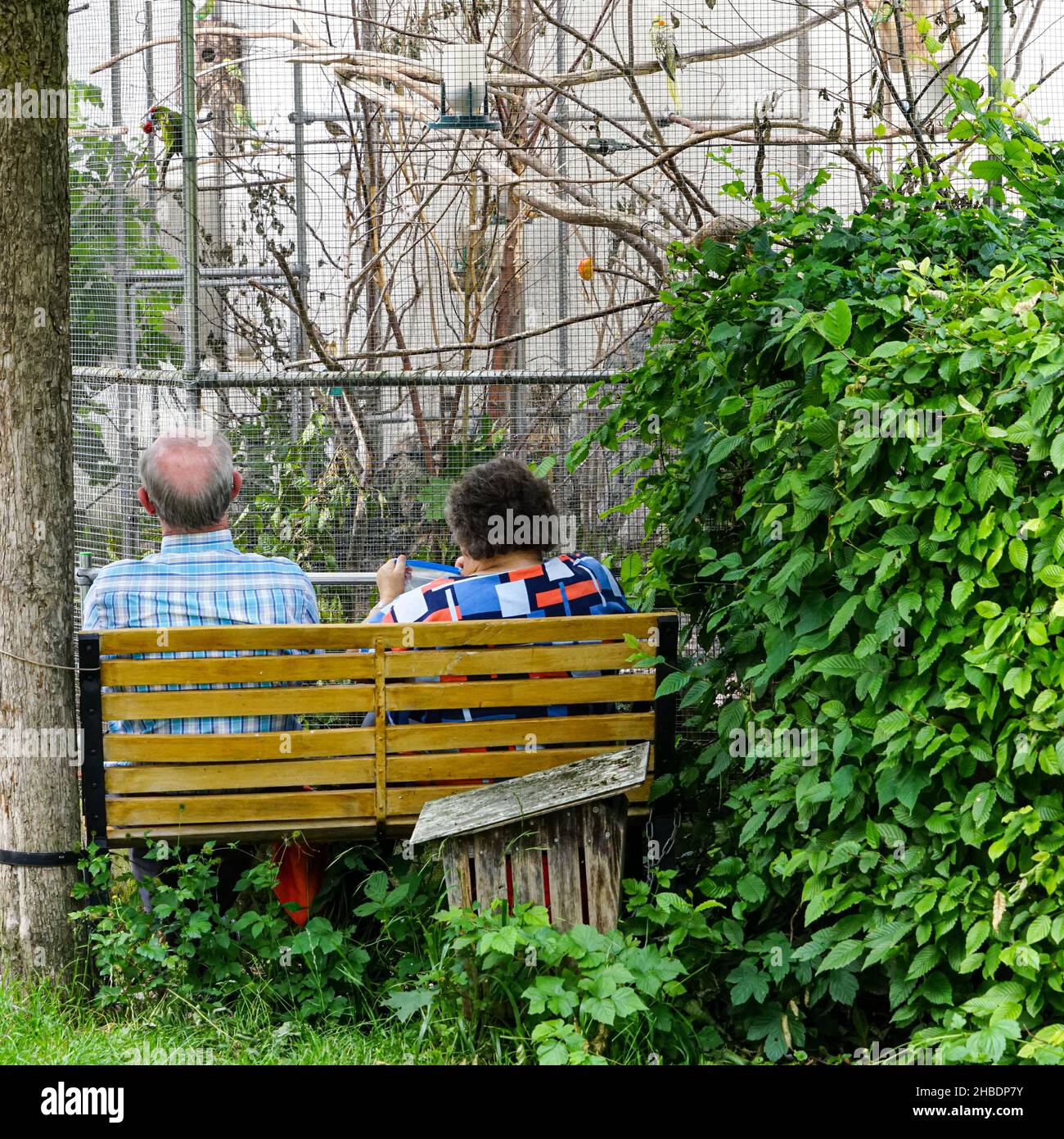 Un couple à la retraite est assis sur un banc devant une volière et jouit de la vue des paraquets et de leur gazouillement. Banque D'Images