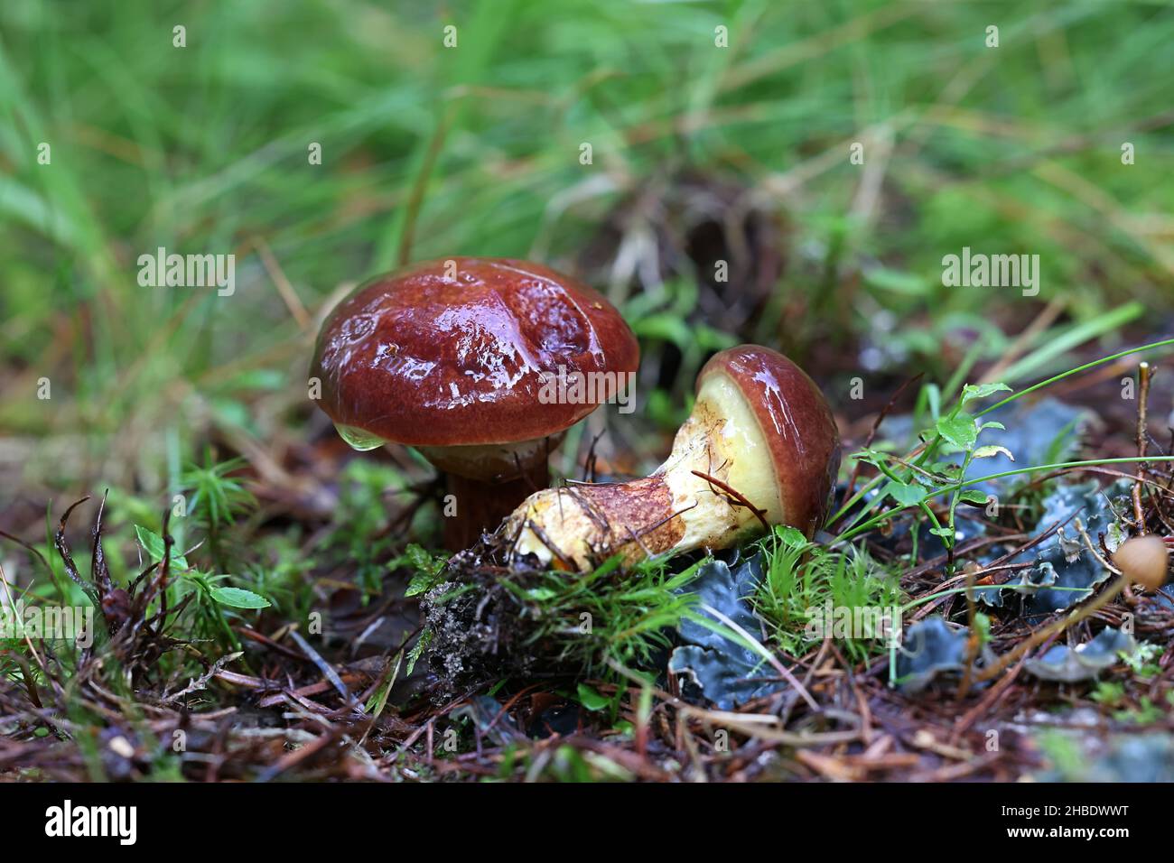 Suillus clintonianus, connu sous le nom de mélèze suillus ou mélèze bolete, champignon sauvage de Finlande Banque D'Images