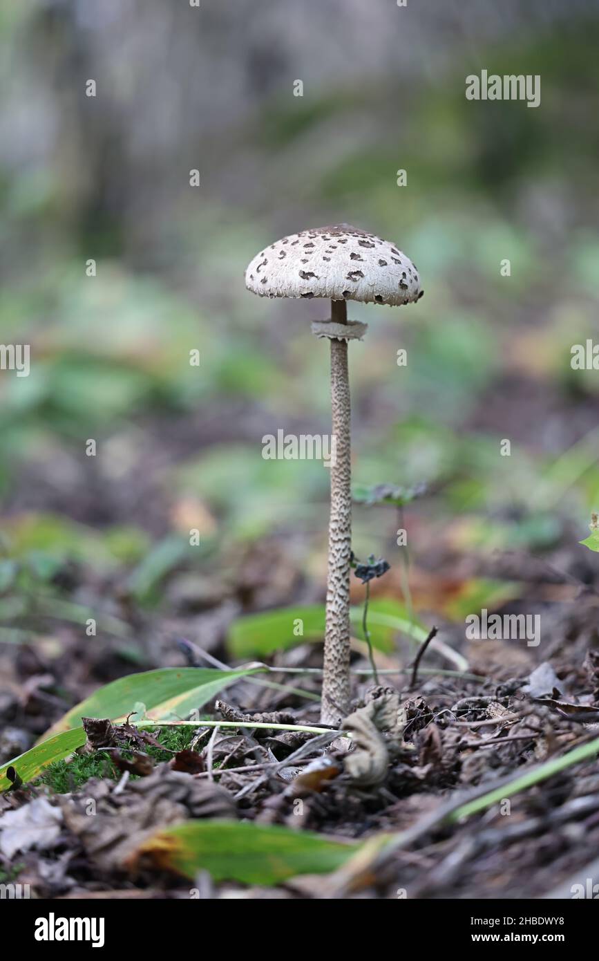 Macrolepiota procera, communément connu sous le nom de champignon parasol, sauvage de Finlande Banque D'Images