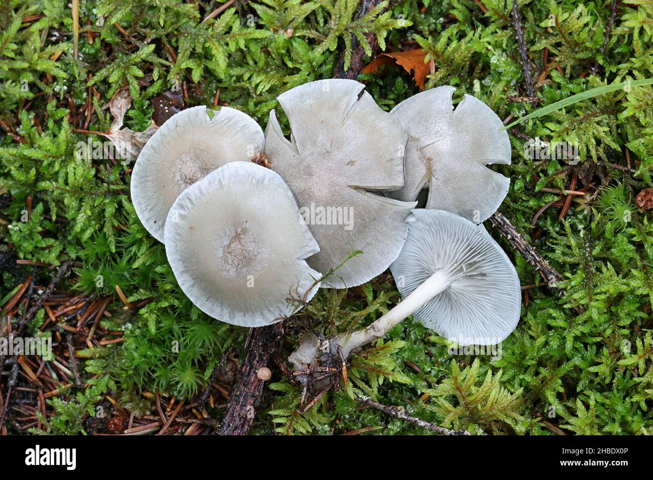 Clitocybe odora, communément appelé tabouret anis, champignon sauvage de Finlande Banque D'Images