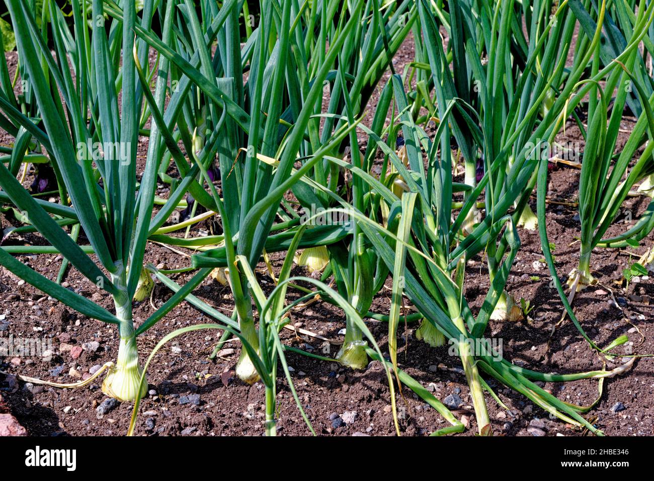 Grand oignon 'Ailsa Craig' croissant dans la terre en rangées sur l'allotissement.Les gros oignons mûrissent dans le sol du potager Banque D'Images