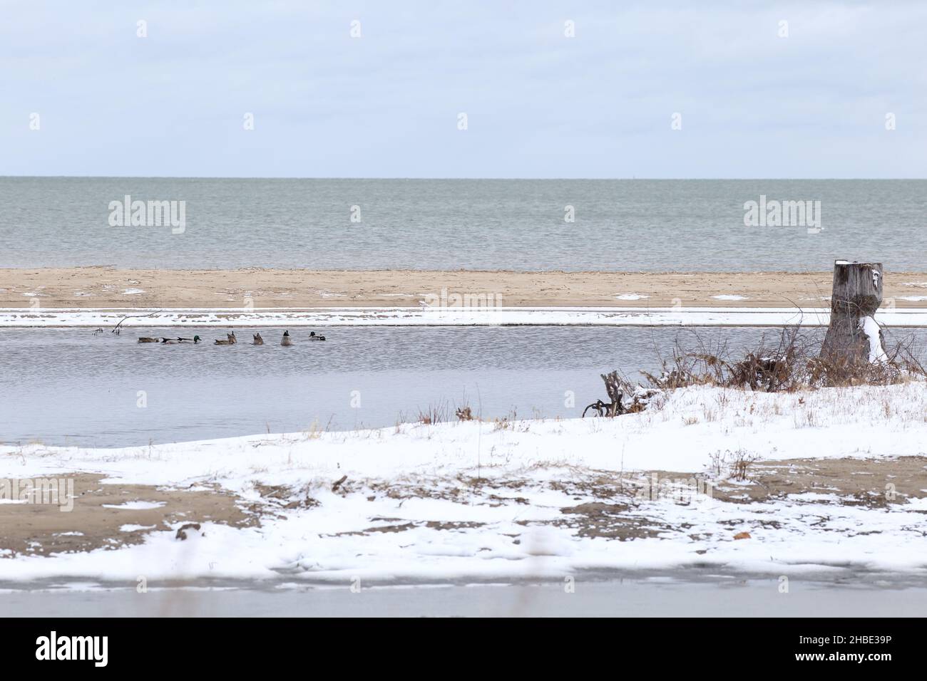 Vue sur un grand lac et une zone humide côtière avec un petit groupe de canards colverts nageant dans le lagon Banque D'Images