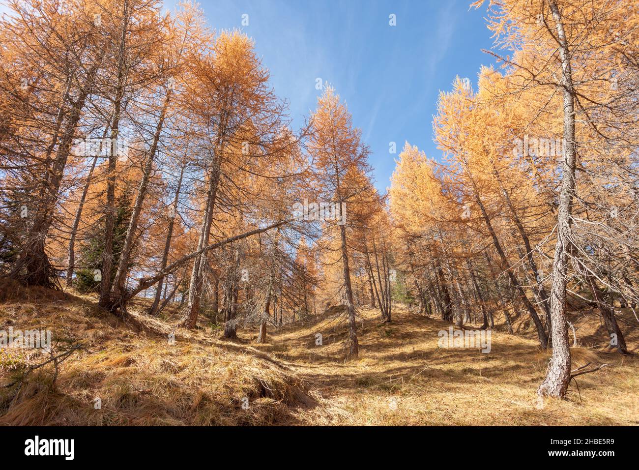 Mélèzes jaune à l'automne dans les bois Banque D'Images