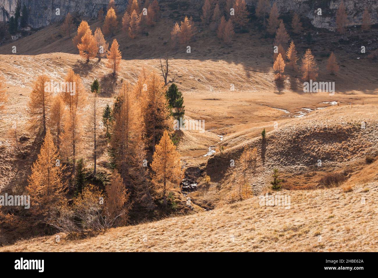 Mélèzes jaune à l'automne dans les bois Banque D'Images