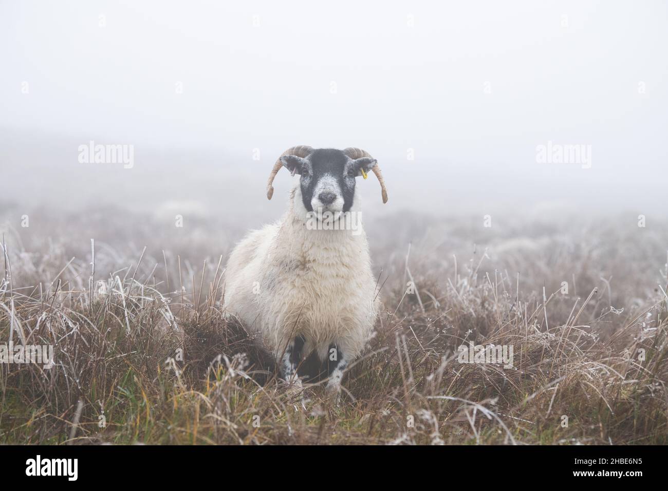 CAMPSIE Fells, Stirling, Écosse, Royaume-Uni.19th décembre 2021.Météo au Royaume-Uni - un jour de brouillard et de gel dans les Fells de CAMPSIE crédit: Kay Roxby/Alay Live News Banque D'Images