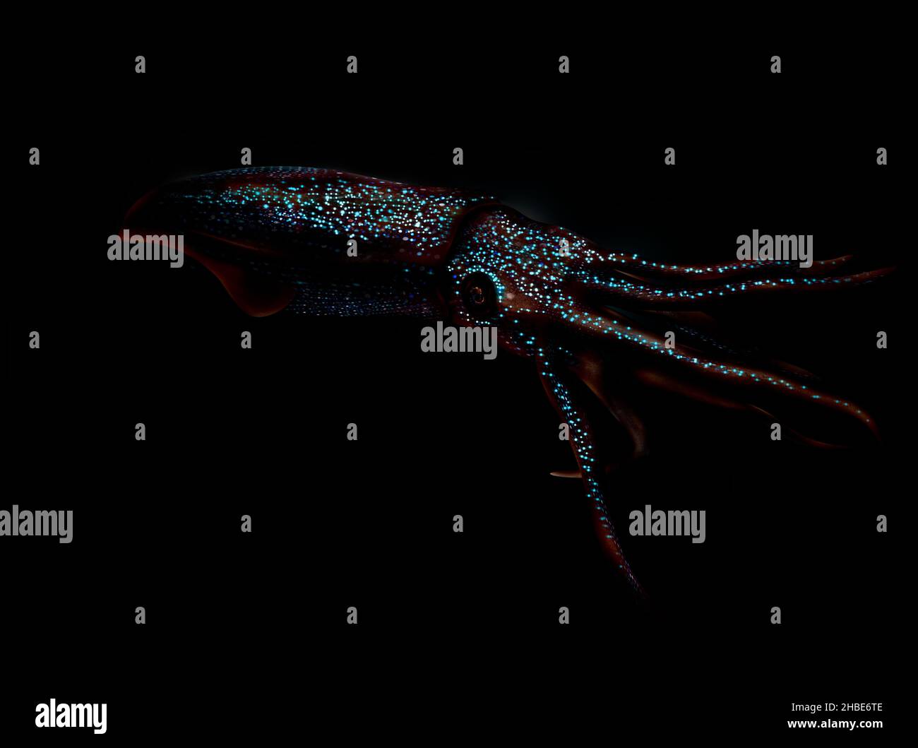 Calmar Firefly, Watasenia scintillans bioluminescence, ホタルイカ Banque D'Images