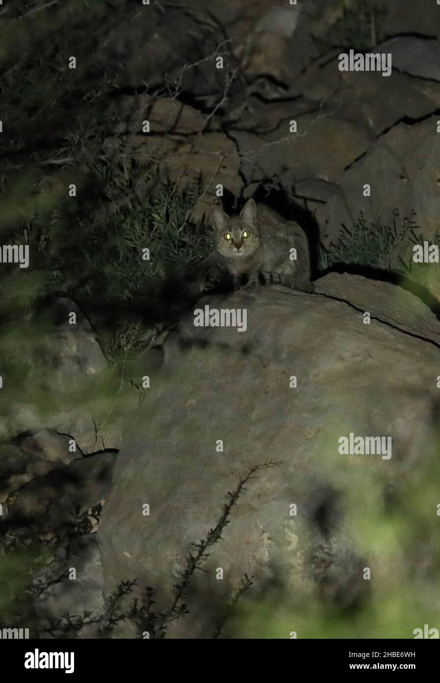 Arabian Wildcat (Felix lybica) adulte se reposant dans un waddi rocheux la nuit au nord de l'OmanNovembre Banque D'Images