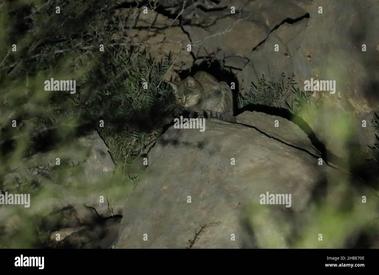 Arabian Wildcat (Felix lybica) adulte se reposant dans un waddi rocheux la nuit au nord de l'OmanNovembre Banque D'Images