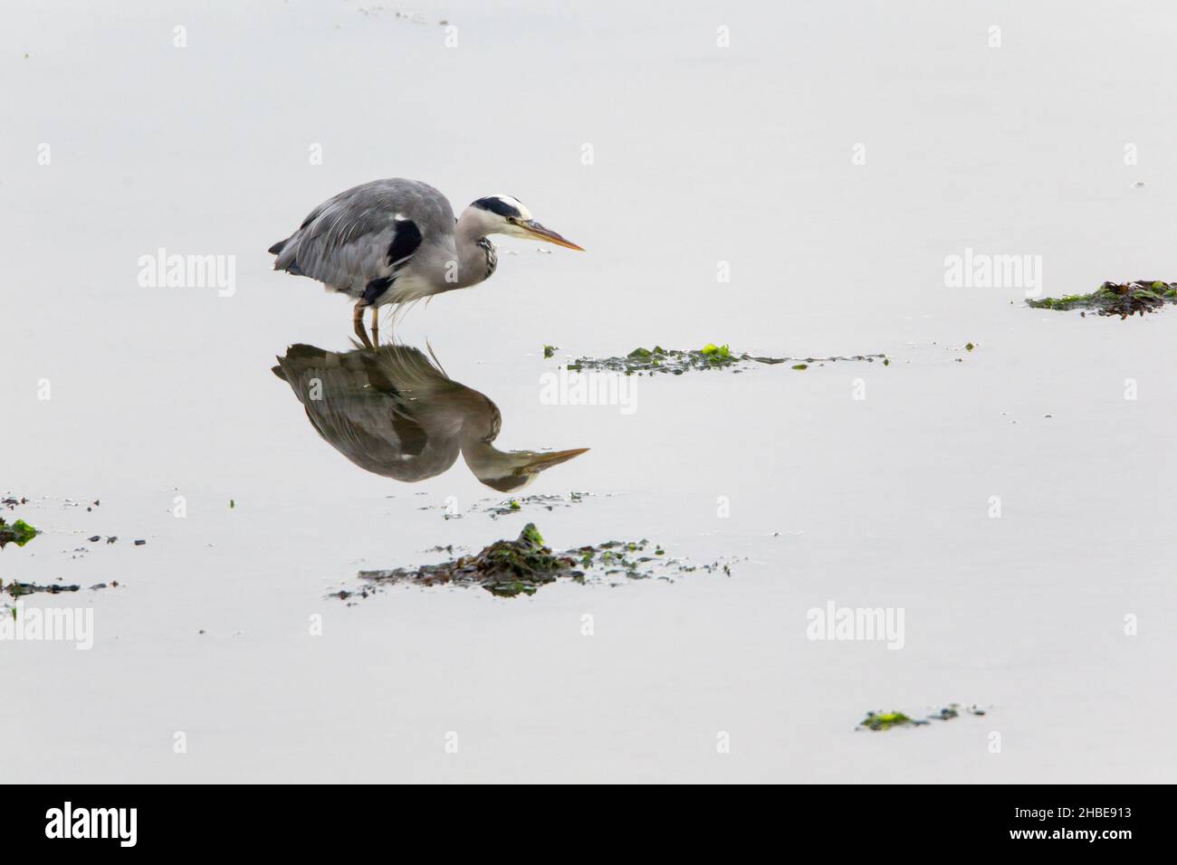 Héron gris, trachée après la proie, dans un bassin d'estuaire à marée basse, (Ardea cinerea), île de Texel, Hollande, Europe Banque D'Images