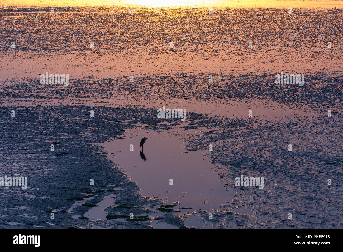 Héron gris, (Ardea cinerea), se nourrissant dans la piscine de l'estuaire, à marée basse, au lever du soleil, île de Texel, Hollande,Europe Banque D'Images