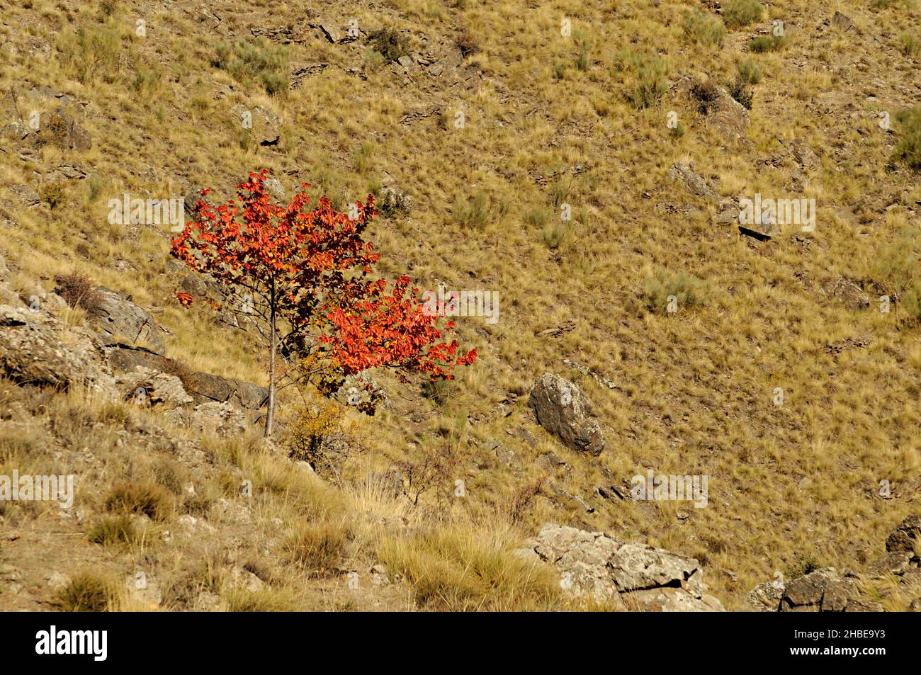 Un arbre est une plante avec une tige ligneuse qui se ramifie à une certaine hauteur du sol. Banque D'Images