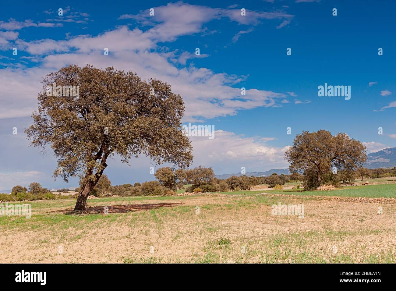 Un arbre est une plante avec une tige ligneuse qui se ramifie à une certaine hauteur du sol. Banque D'Images