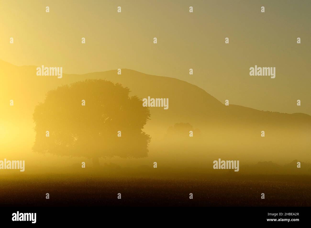 Un arbre est une plante avec une tige ligneuse qui se ramifie à une certaine hauteur du sol. Banque D'Images