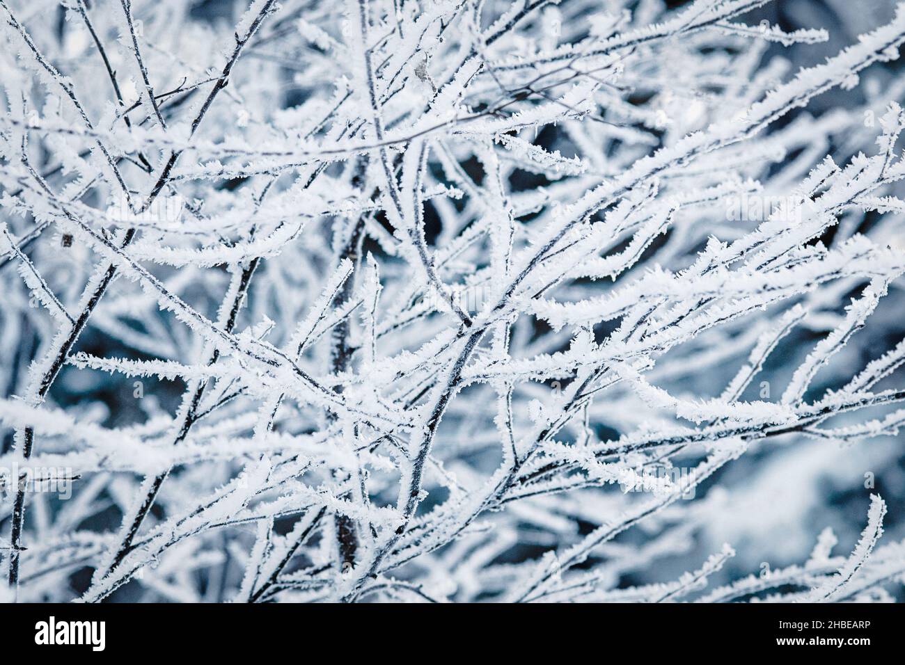 Arrière-plan de la nature d'hiver avec des branches d'arbre couvertes de givre Banque D'Images
